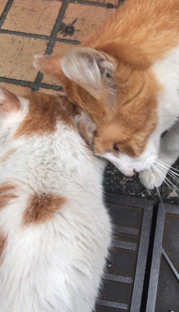 ひな