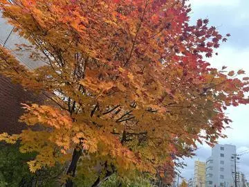 七星 夏純