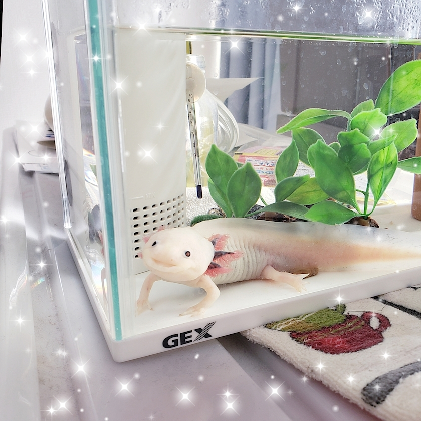 ミカ