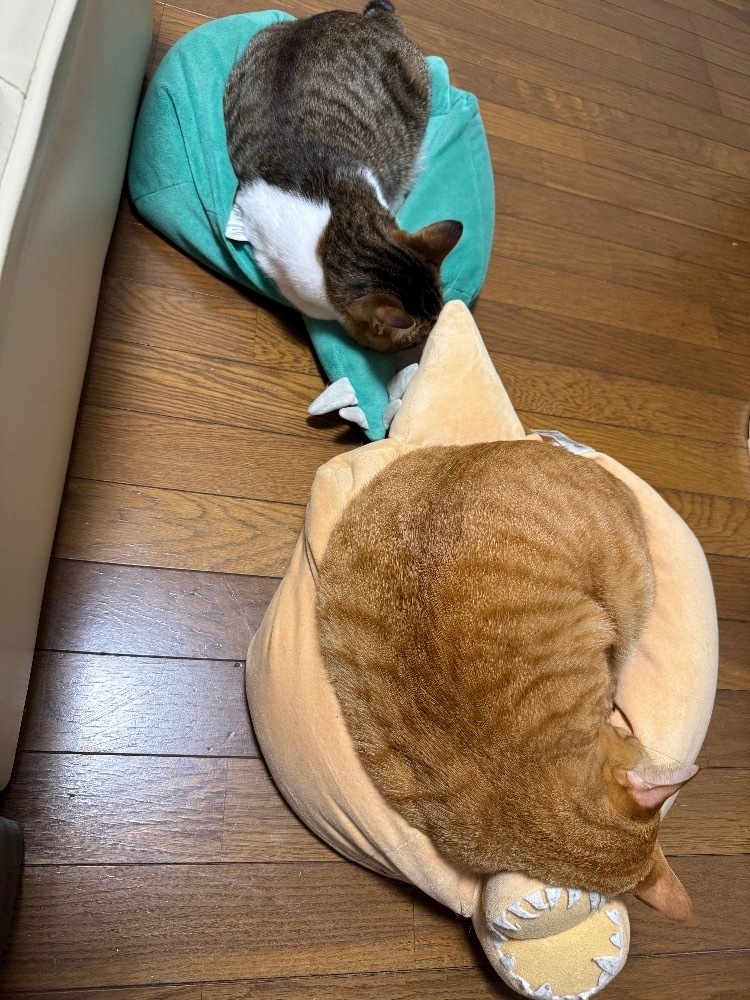 ありさ
