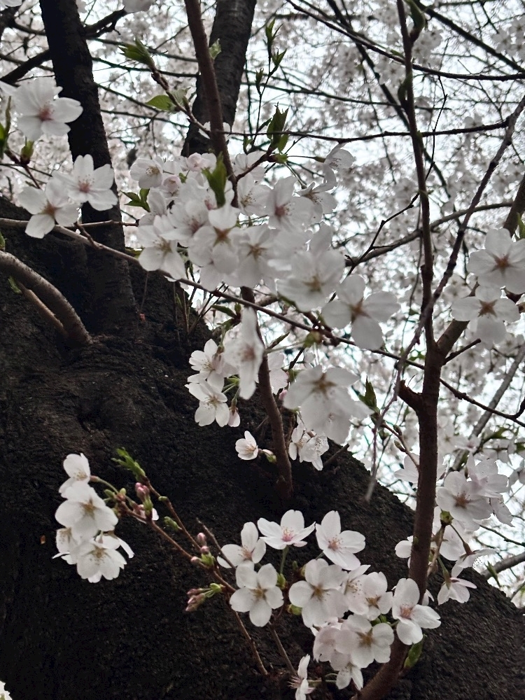 あおい