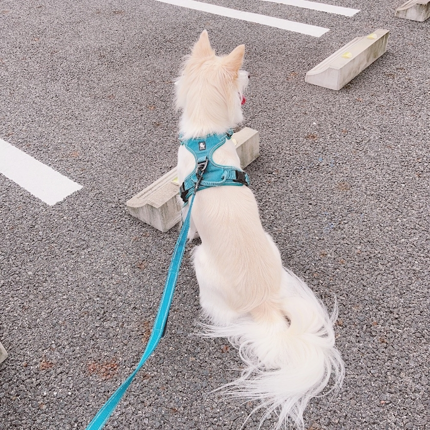 京 さゆみ