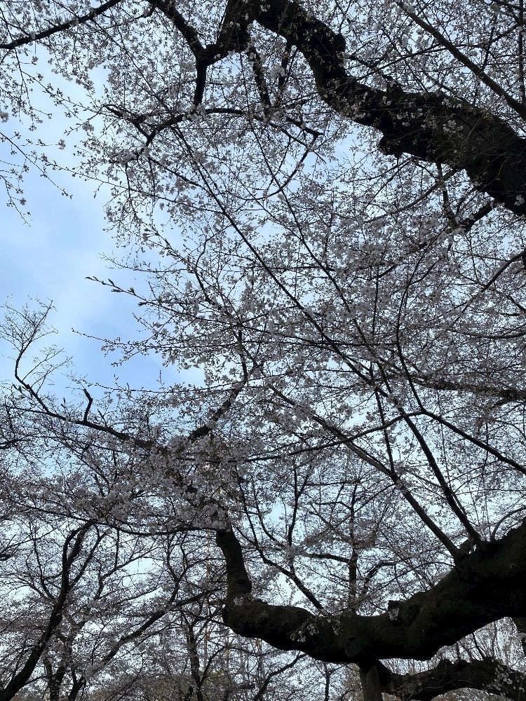 まき