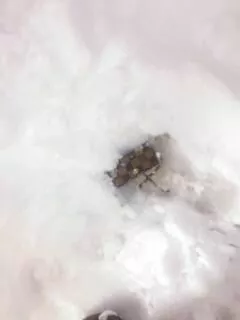 愛羽 仁美