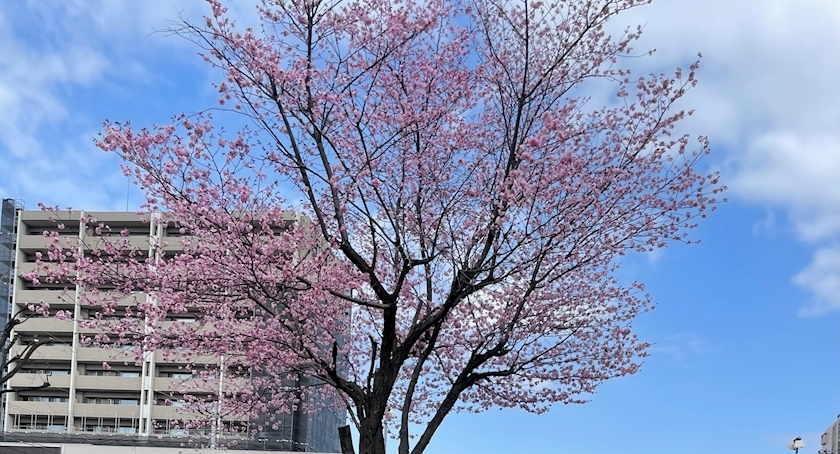 七星 ゆめ