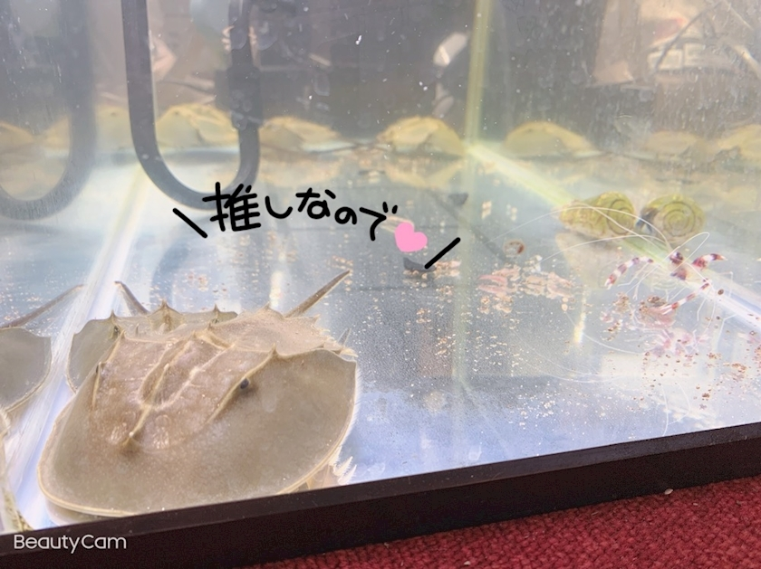 なぎまる