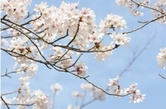 かおり