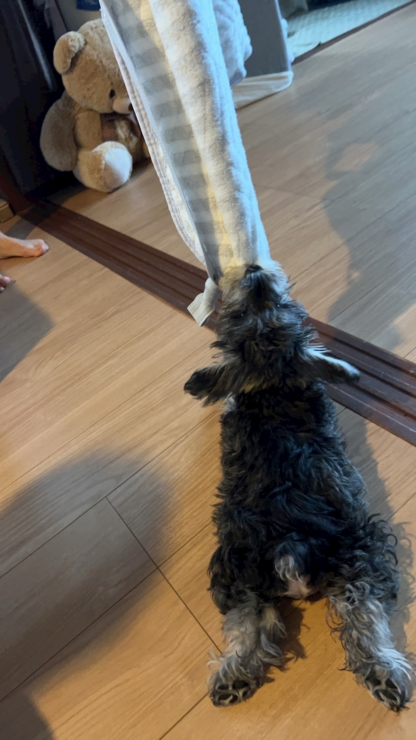 しほ