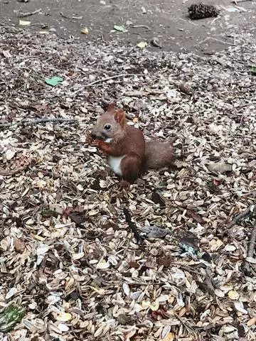 紫月 あやか