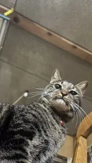 あみ