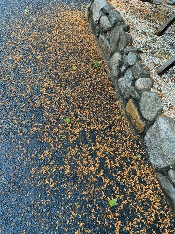 ゆうか