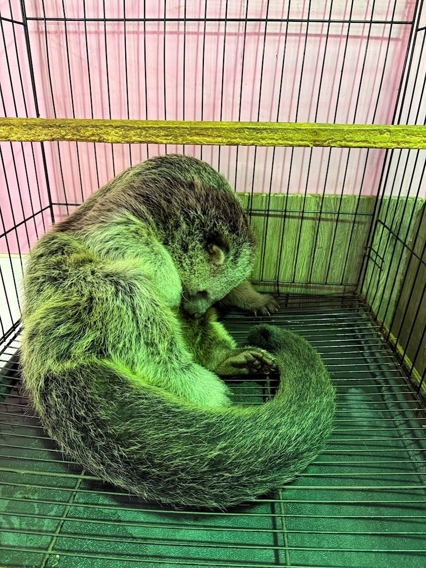 ナナ