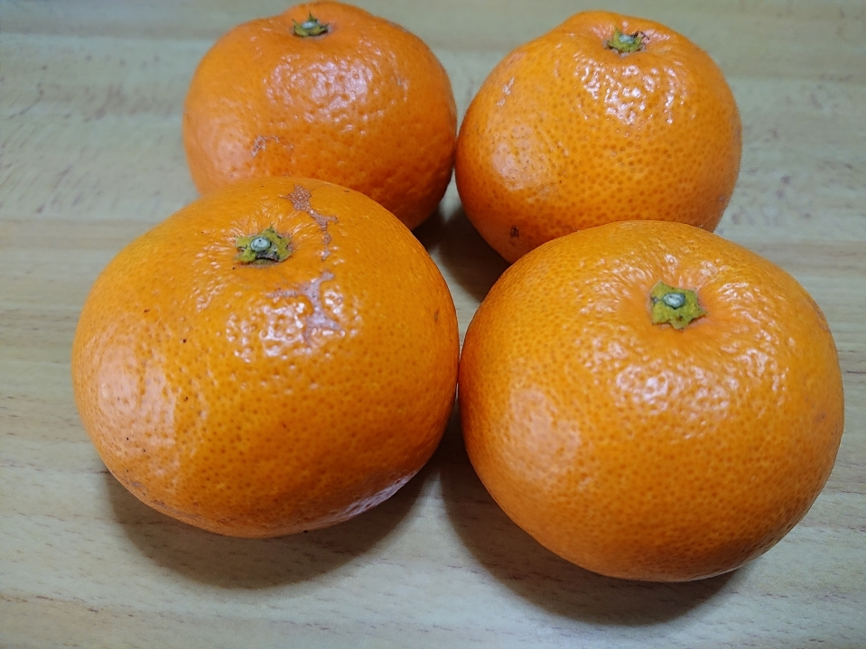 五条 椿