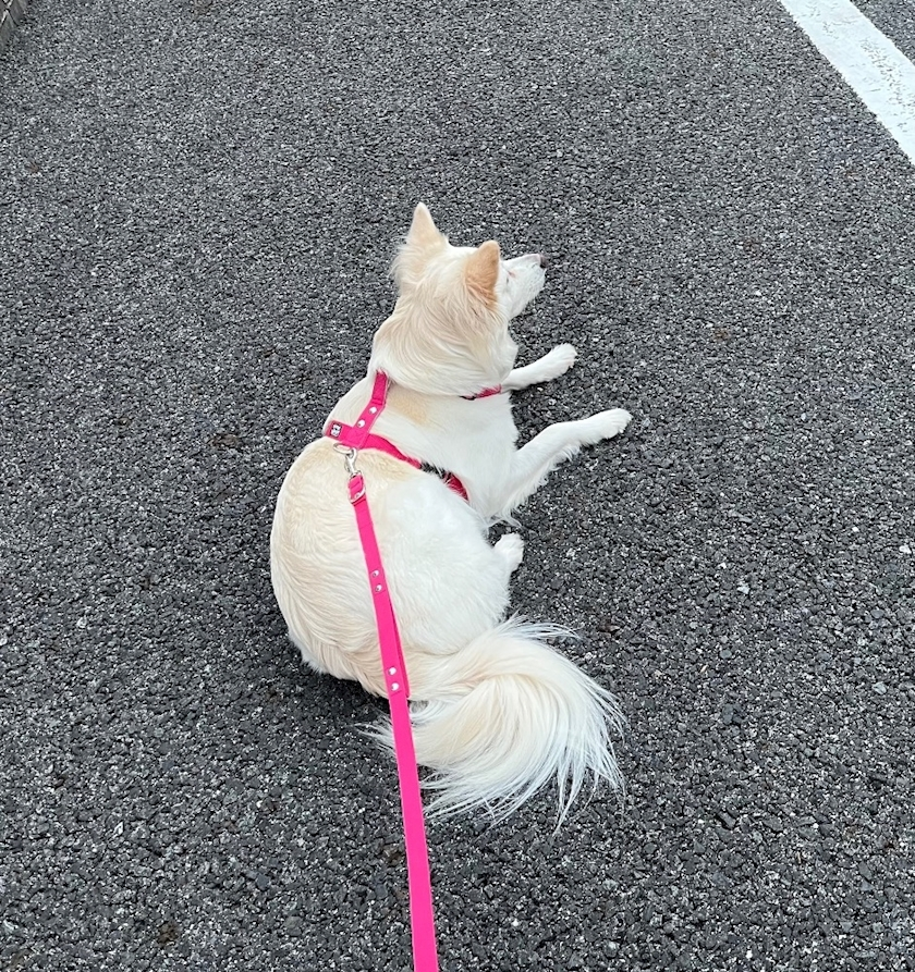 京 さゆみ