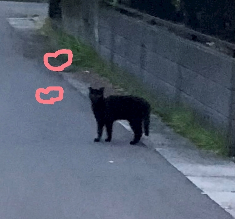 れいら