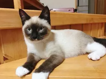 紫月 あやか