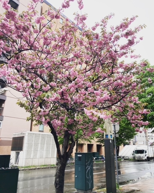 夏樹 あや