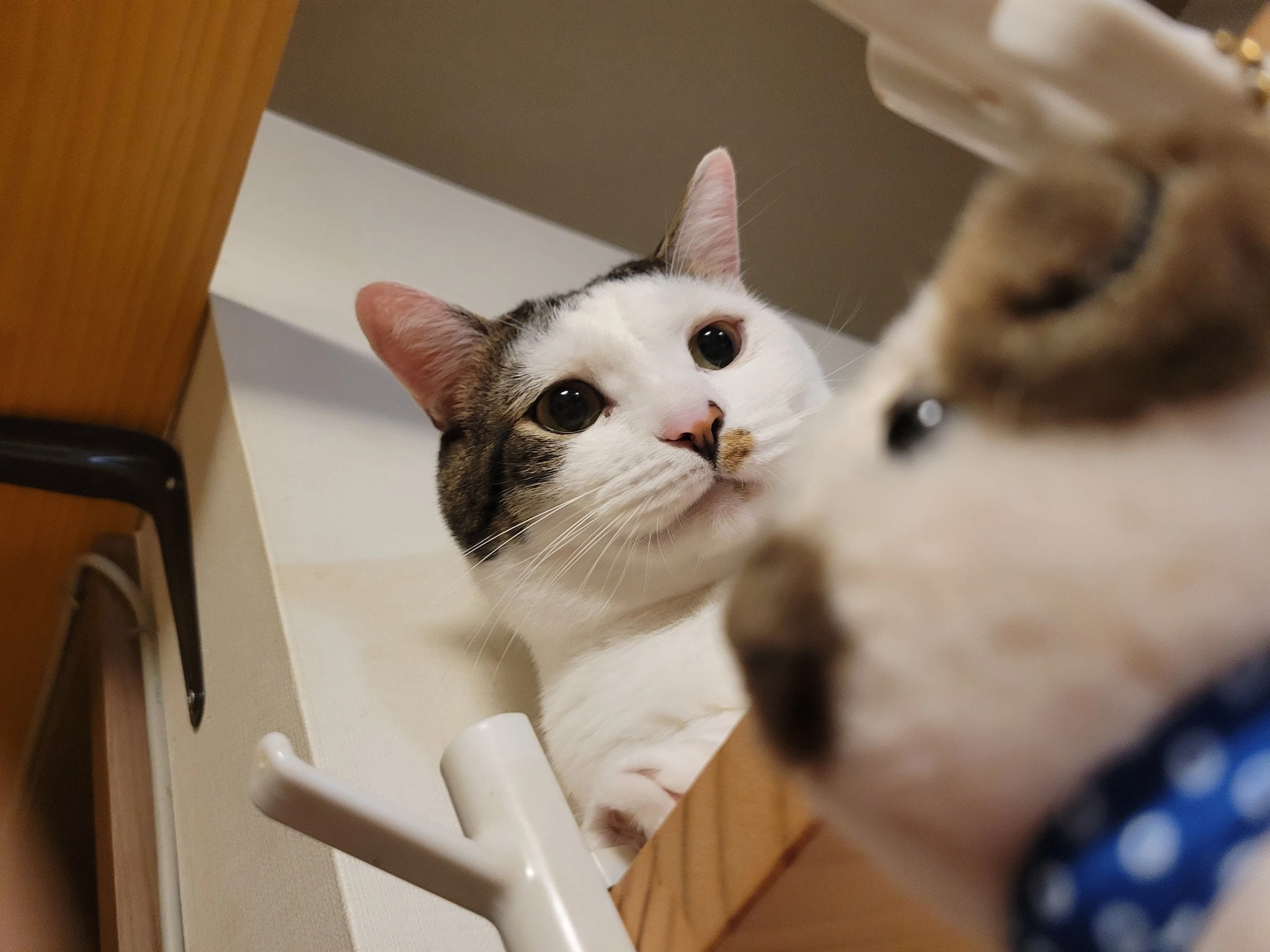 れおな
