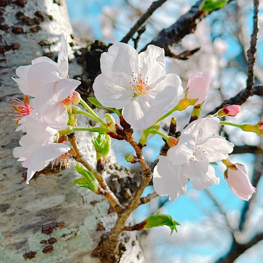 あい