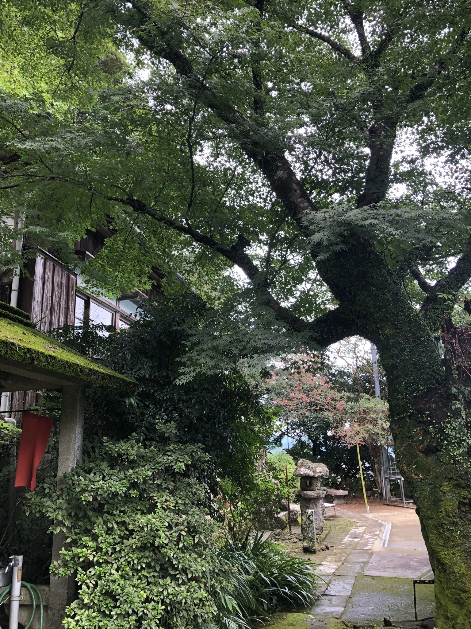 藤本 祐子ママ