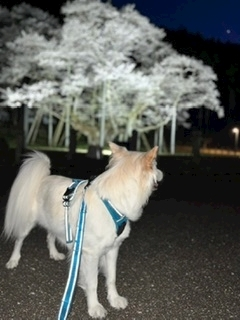 京 さゆみ
