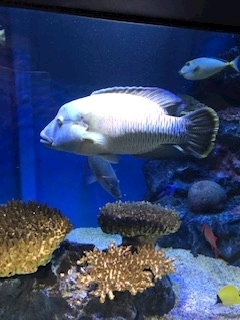 渚 みどり