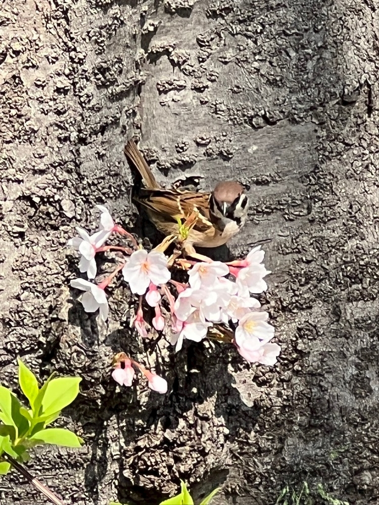 まい