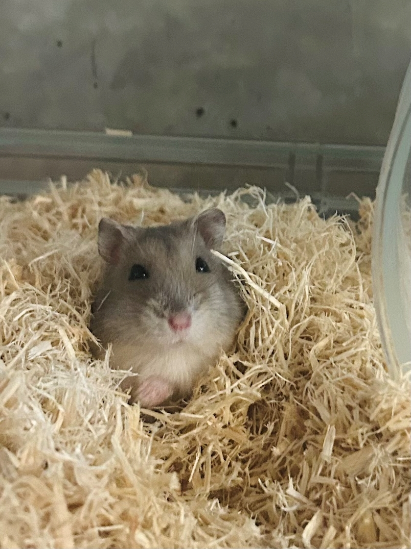 ゆな