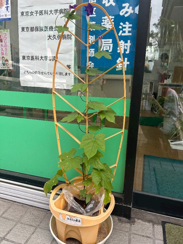 カレン