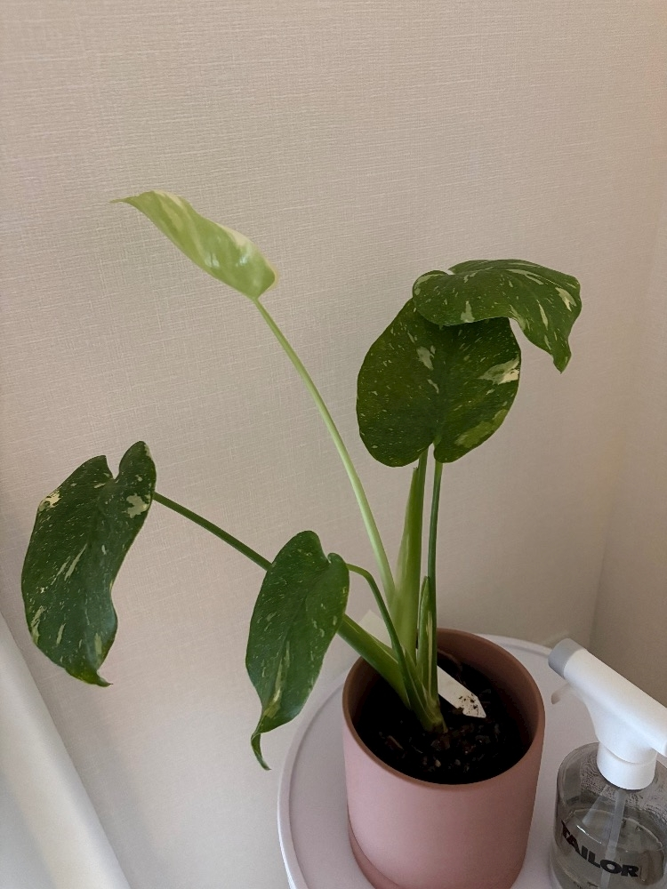 七海 結愛