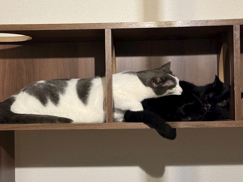 美咲 のばら