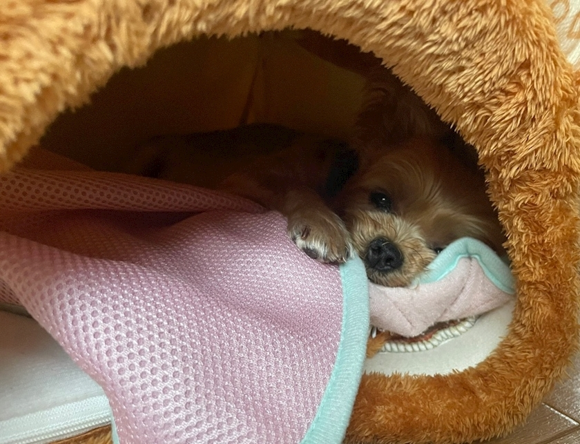 杠 いちか