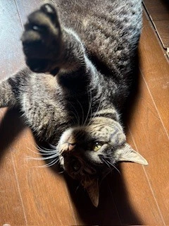 あみ
