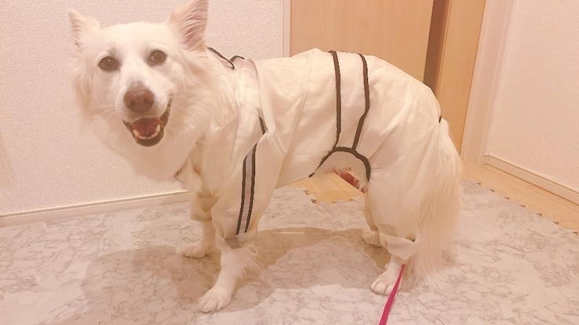 京 さゆみ