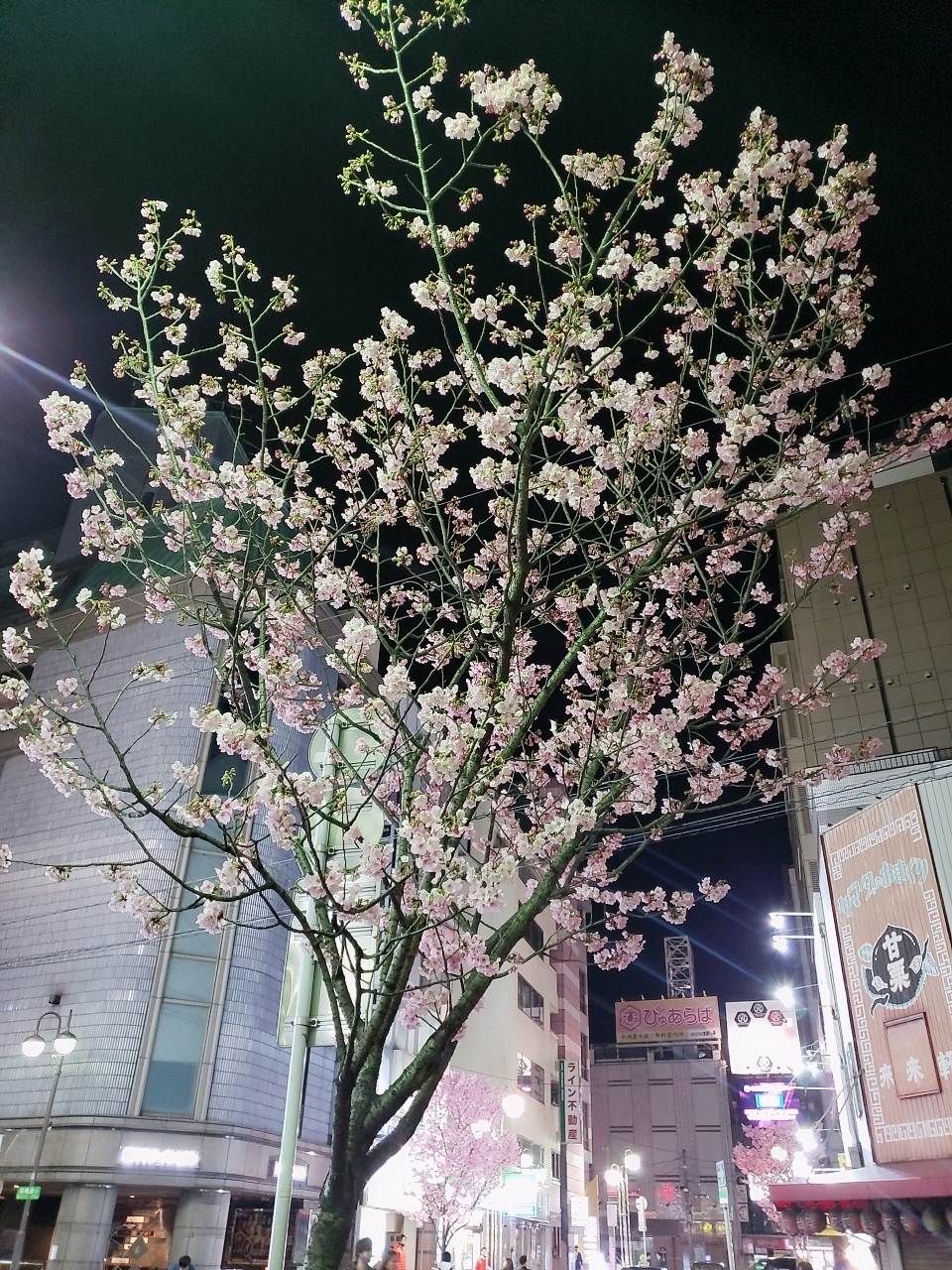 ひな