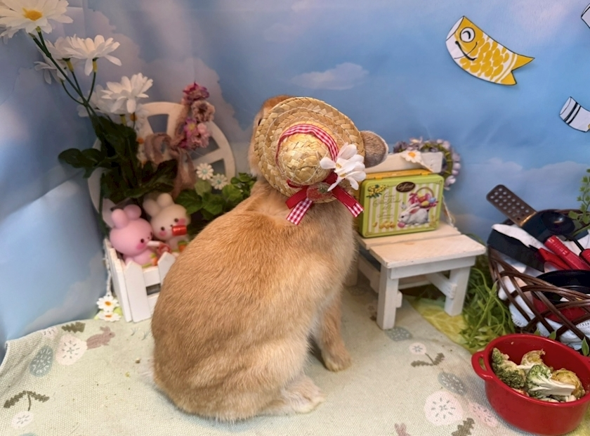 セナ