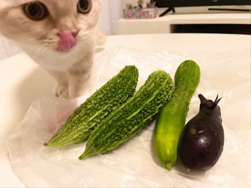 あおい