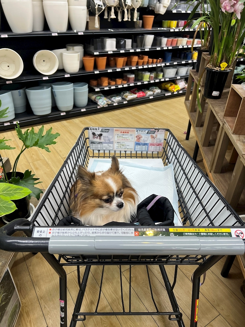 あいら