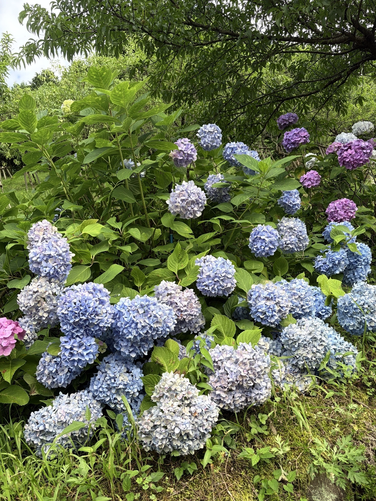 すず