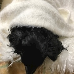 りえ