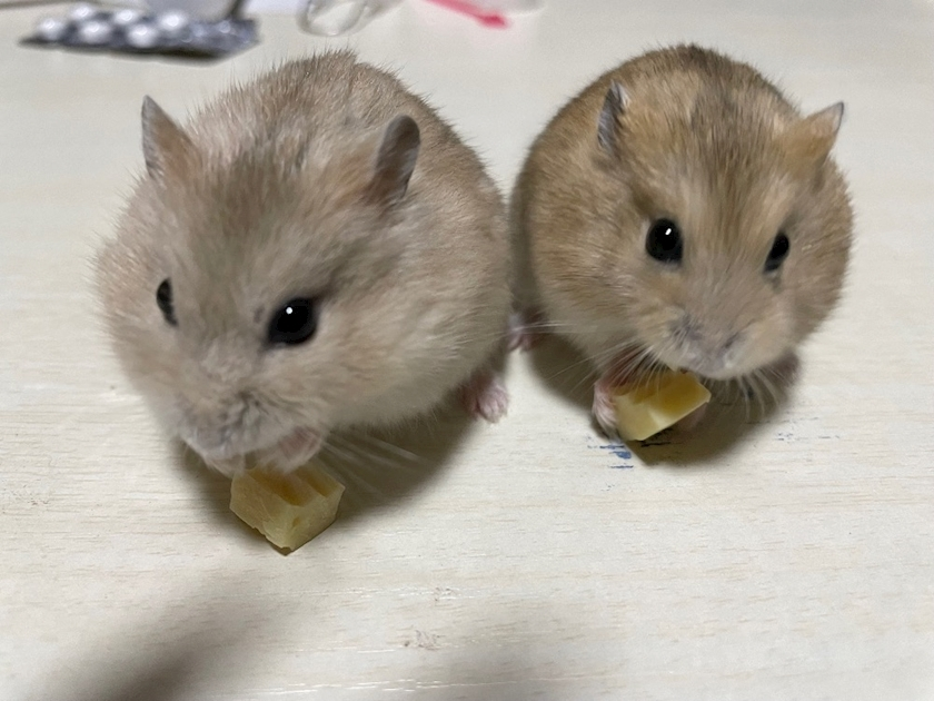 あんな
