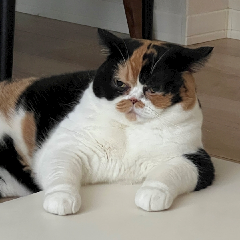 茜