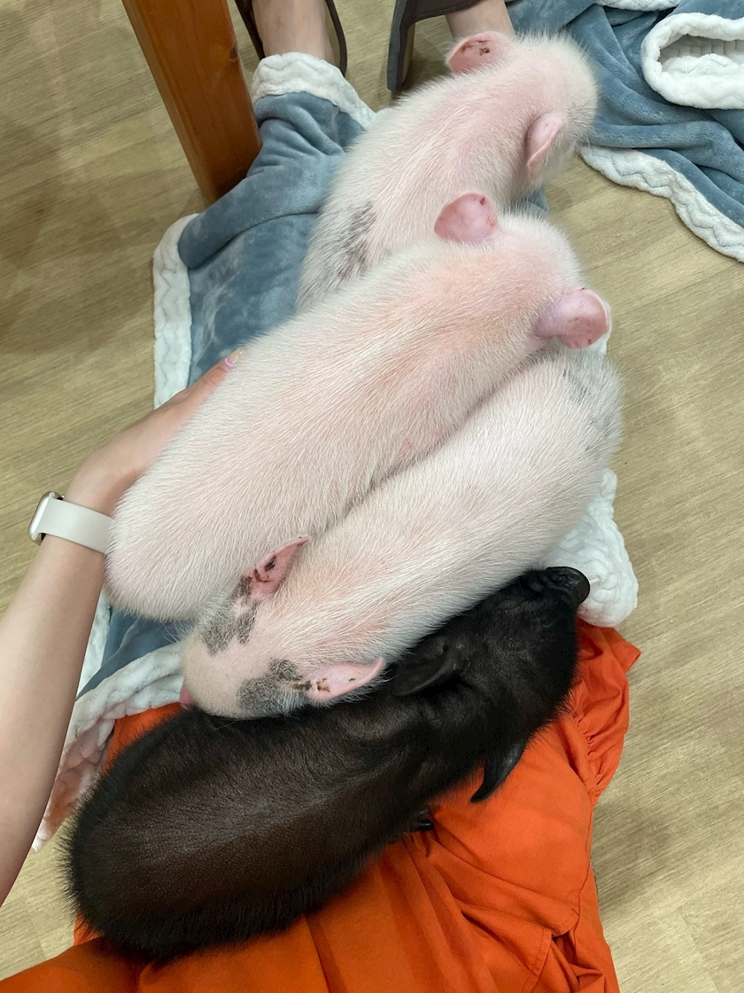 水城 百合