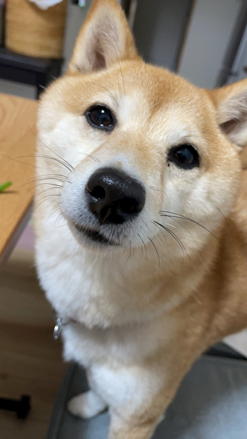 ツンデレかなの