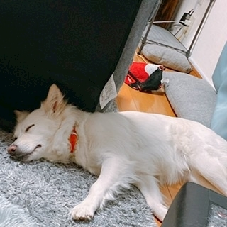 京 さゆみ