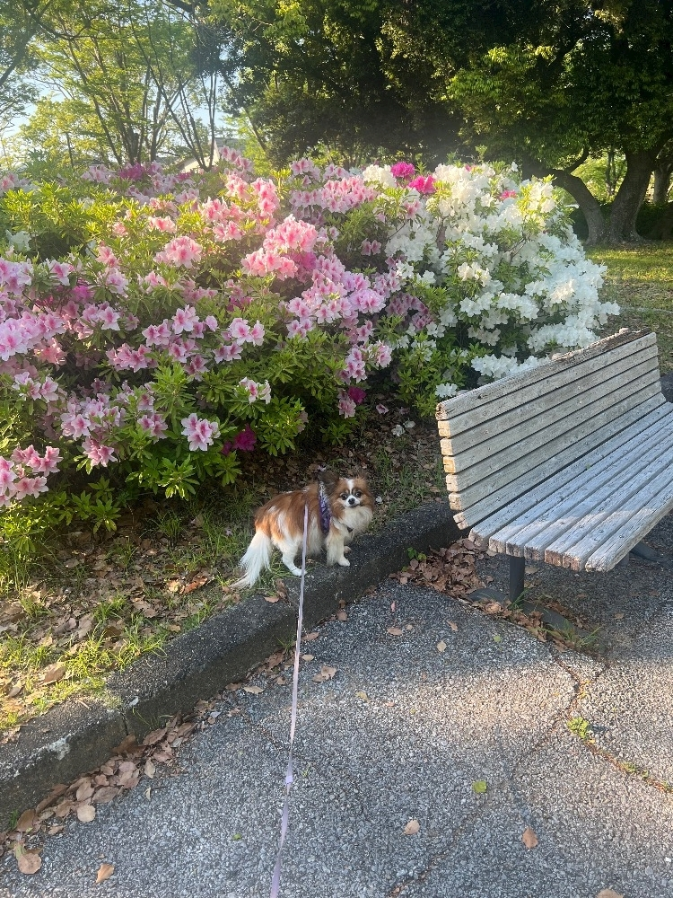 あいら