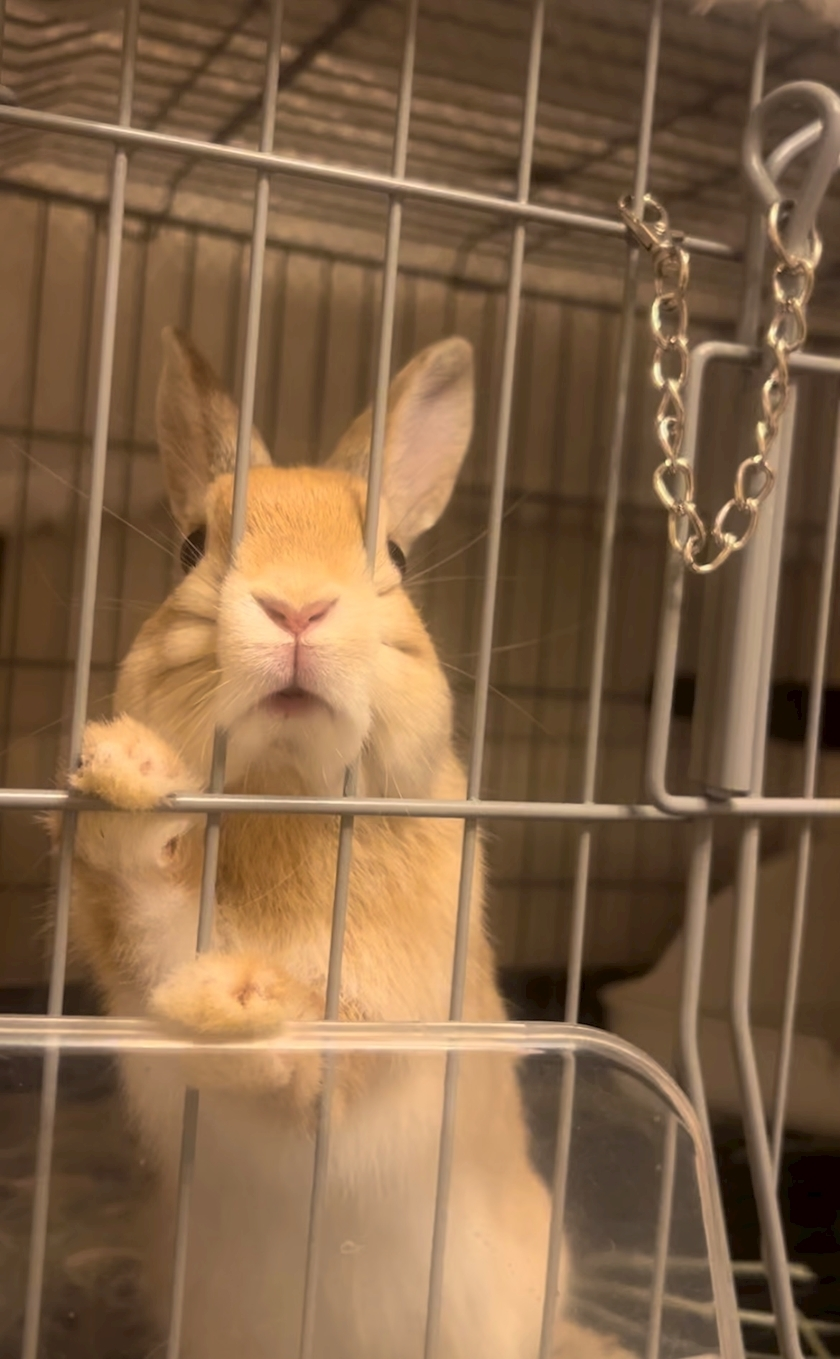 セナ