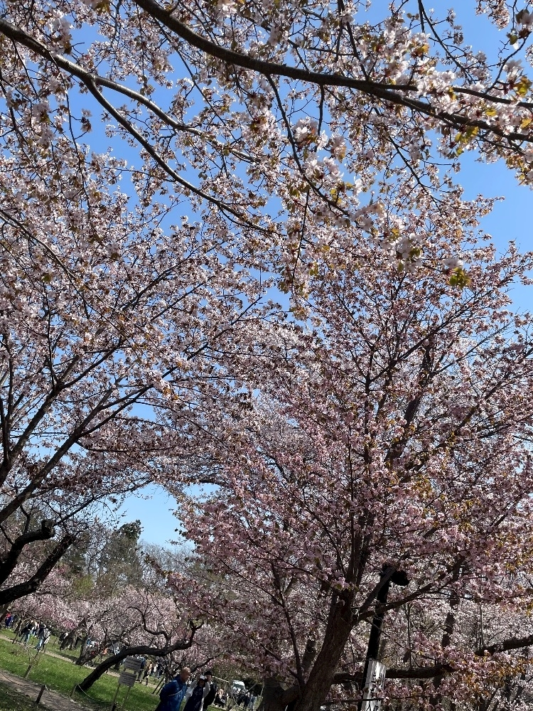 神咲 來未