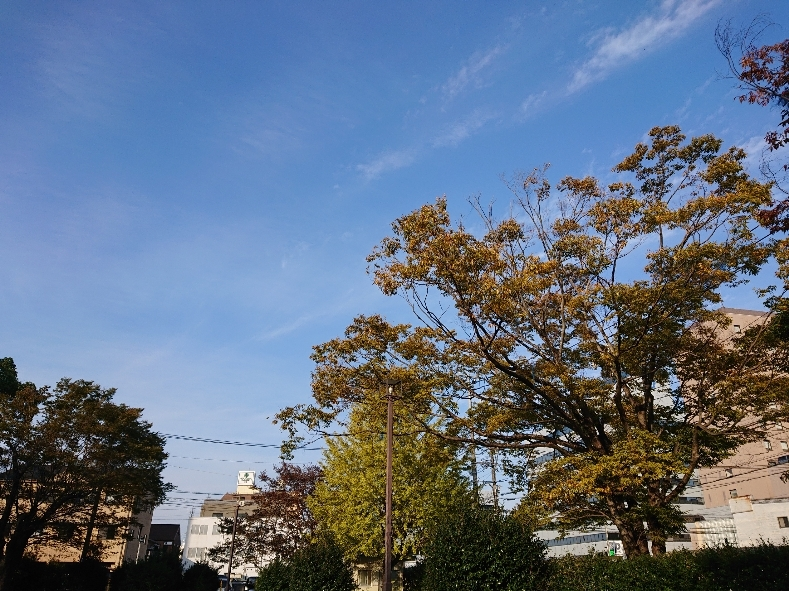 五条 椿