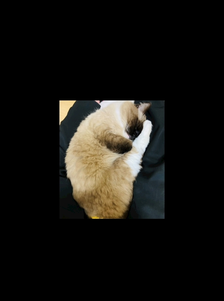 甘眠冠  しの
